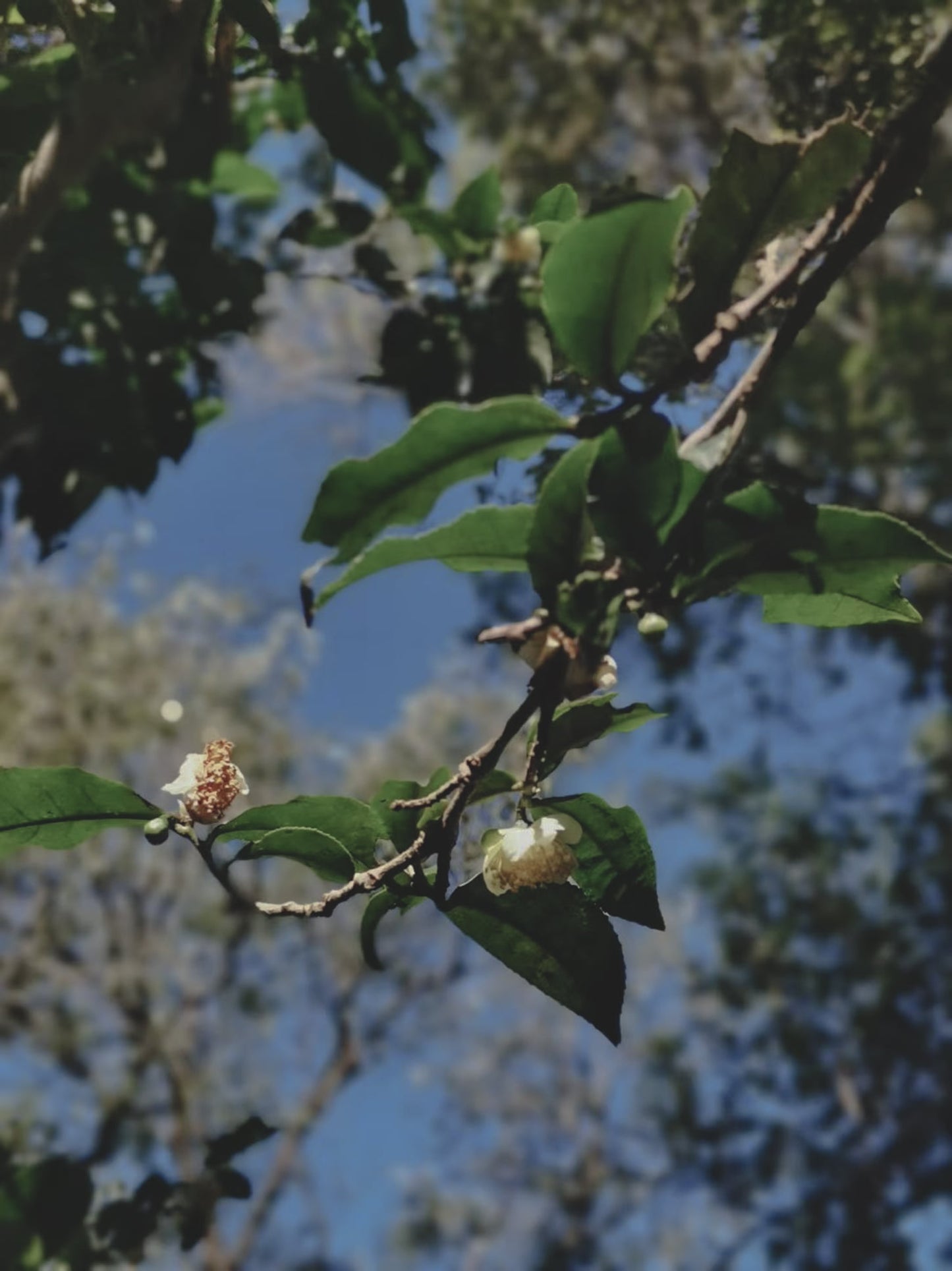 Spiritual Ecology of Tea